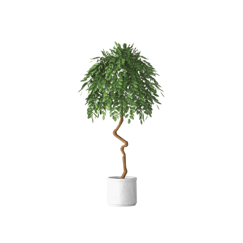 Plant Decor 04