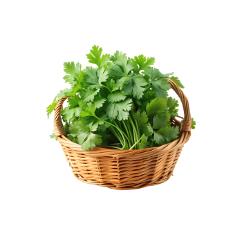 Coriander