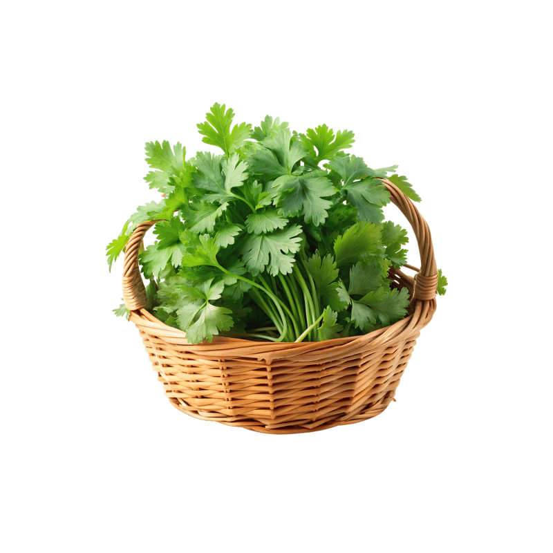 Coriander